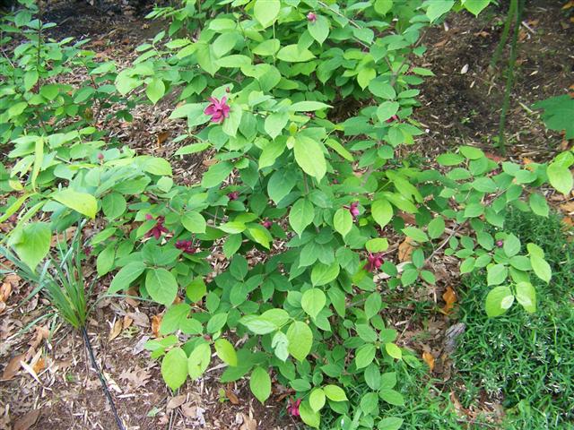 Picture of Calycanthus%20x%20raulstonii%20'Hartlage%20Wine'%20Chinese%20Sweetshrub