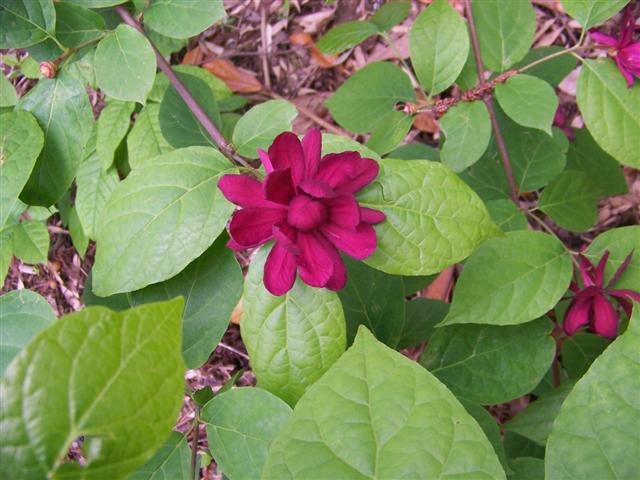 Picture of Calycanthus%20x%20raulstonii%20'Hartlage%20Wine'%20Chinese%20Sweetshrub