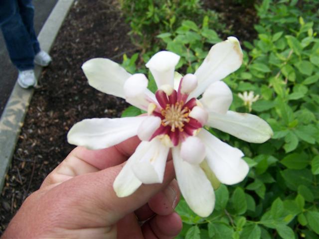 Picture of Calycanthus  Venus Venus Sweetshrub