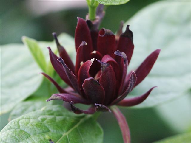 Picture of Calycanthus floridus  Carolina Allspice