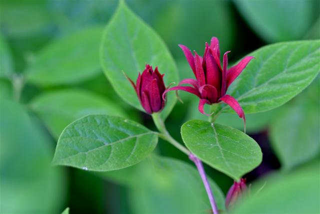 Picture of Calycanthus floridus  Carolina Allspice