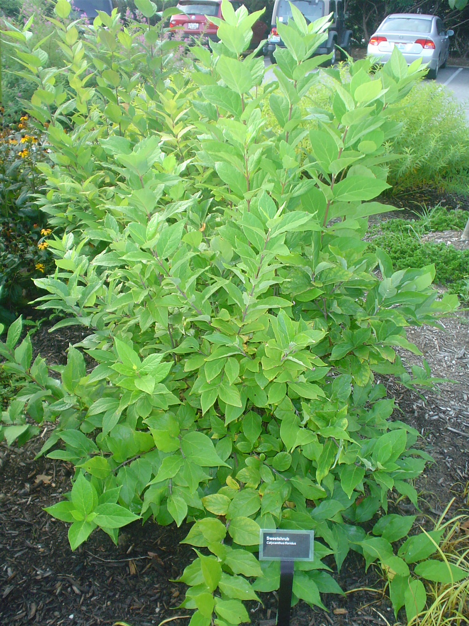 Picture of Calycanthus floridus  Carolina Allspice