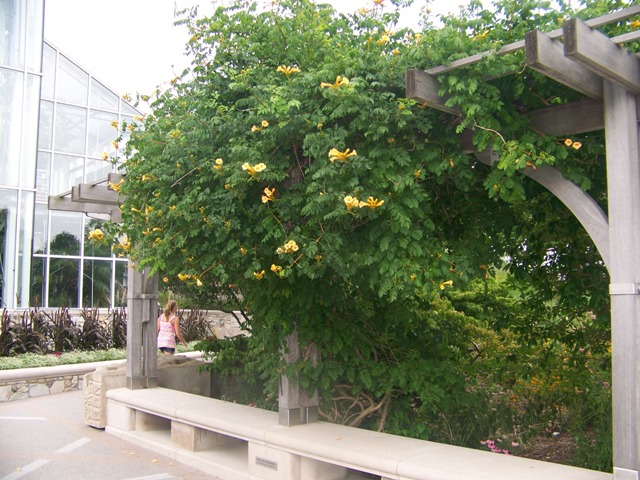 Campsis radicans CampsisFlavaIndyZooBG.JPG