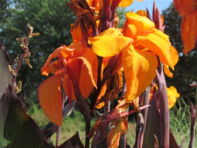 Canna  CanaRoiHumbertFlowerKew.JPG