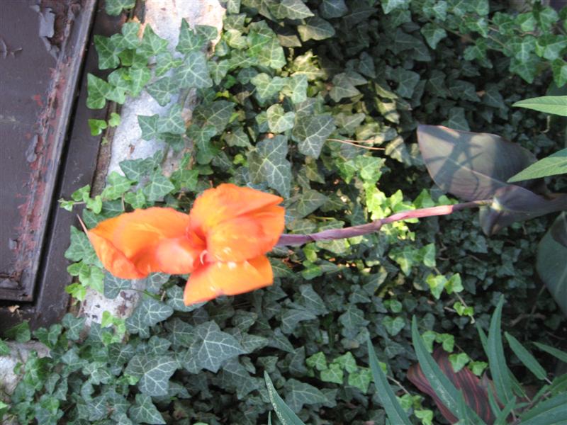 Canna indica Canna_flower.JPG