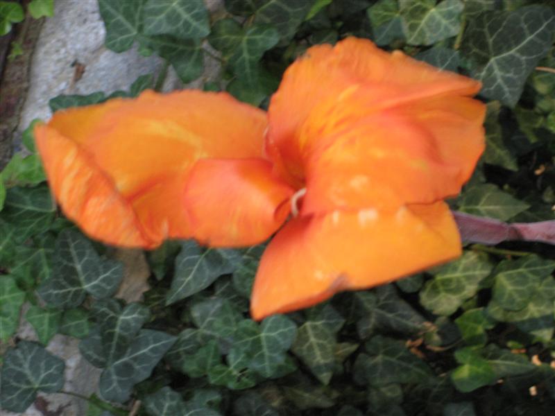 Canna indica Canna_flower_close.JPG