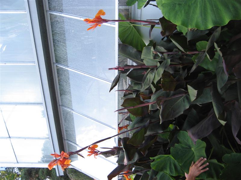 Canna indica Canna_flowers.JPG