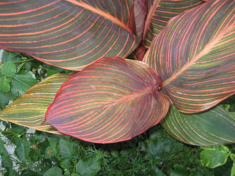 Canna indica Canna_leaf.JPG