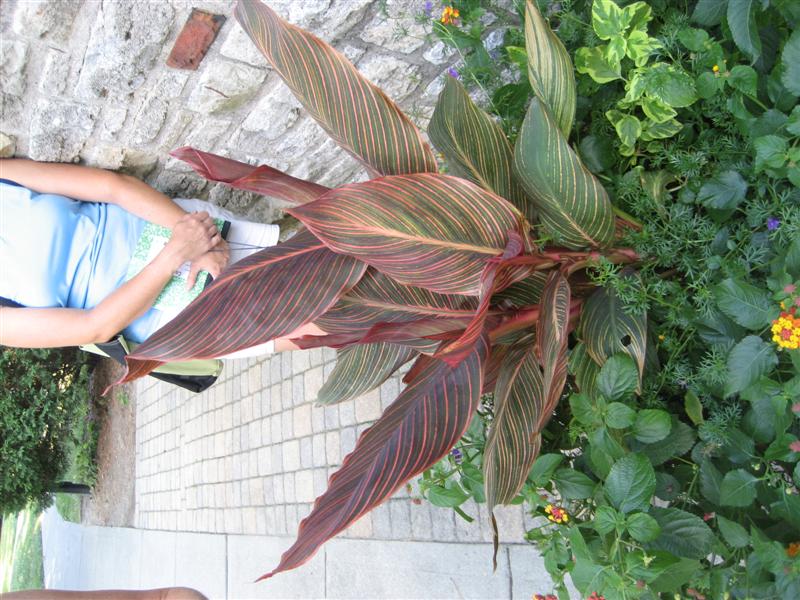 Canna indica Canna_side.JPG