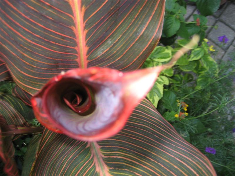 Canna indica Canna_top.JPG