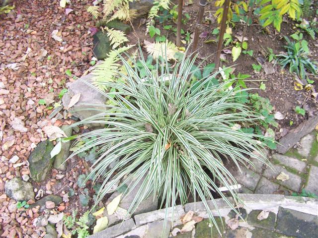 Picture of Carex%20morrowii%20'Goldband'%20Goldband%20Sedge