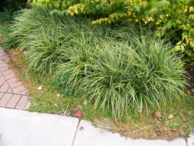 Picture of Carex morrowii 'Ice Dance' Ice Dance Sedge