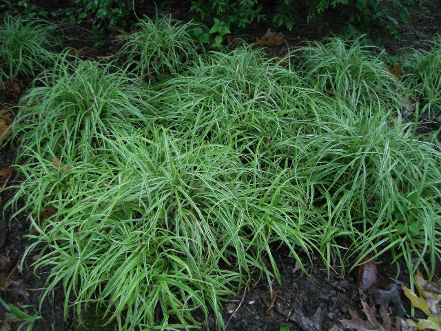 Picture of Carex  'Silver Sceptre' Silver Sceptre Sedge