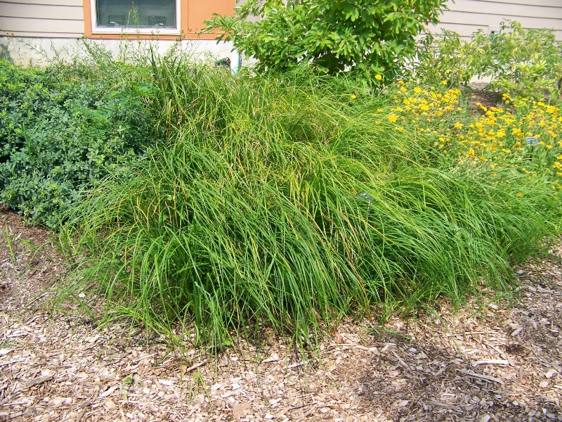Picture of Carex emoryi  Emory's Sedge