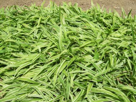 Picture of Carex%20siderosticha%20'Variegata'%20Broad-leaf%20Sedge