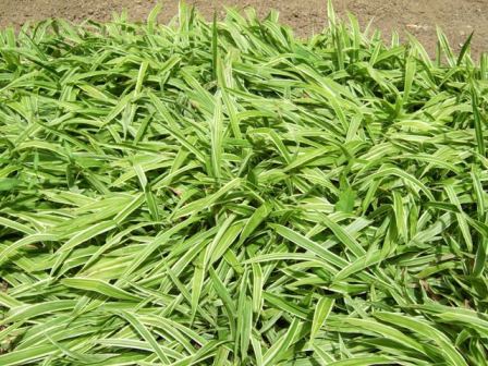 Picture of Carex siderosticha 'Variegata' Broad-leaf Sedge