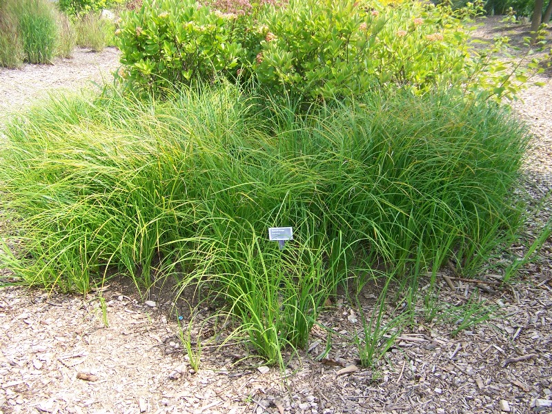 Picture of Carex stricta  Tussock Sedge