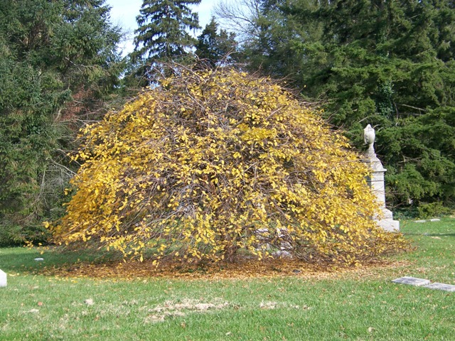 Carpinus betulus Carpinus.betulus.Pendula.sg.JPG