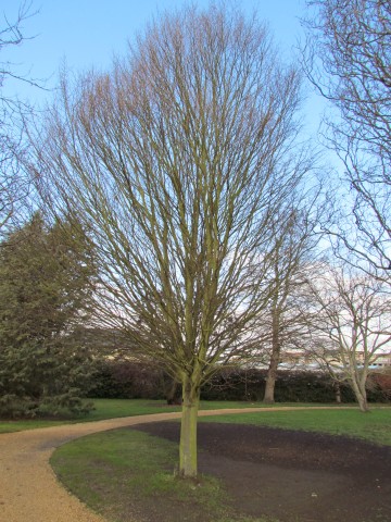 Carpinus betulus CarpinusBetulusFastigiata.JPG