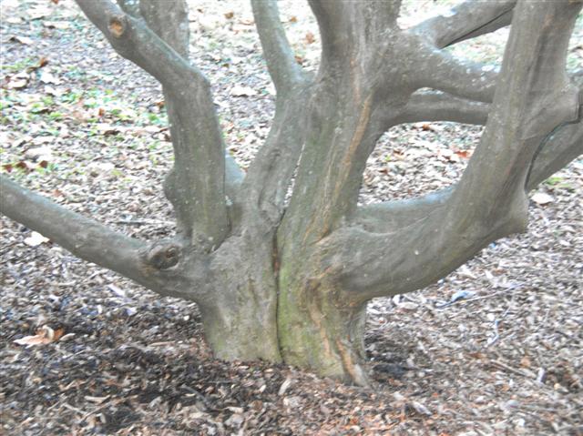 Picture of Carpinus caroliniana  American Hornbeam