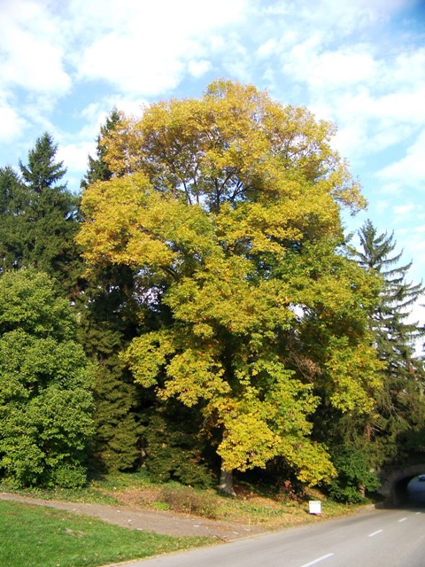 Carya glabra Carya.glabra.JPG