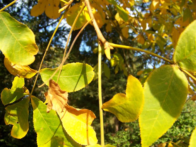 Picture of Carya cordiformis  Bitternut Hickory