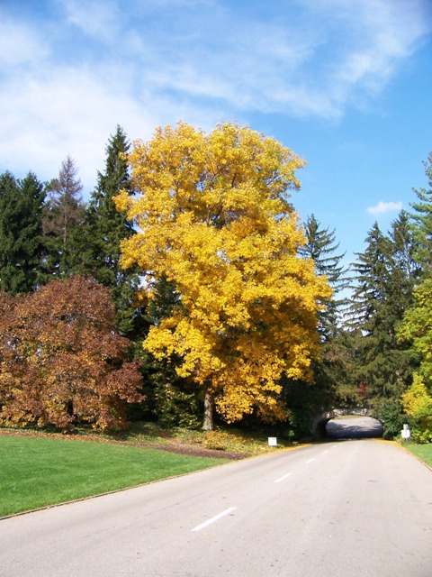 Carya glabra Carya.glabra.fc.sg.JPG