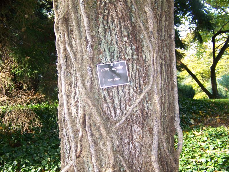 Picture of Carya cordiformis  Bitternut Hickory