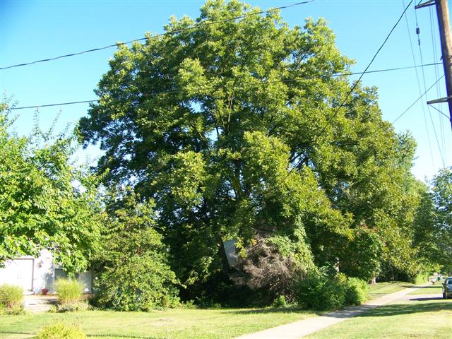 Picture of Carya illinoinensis  Northern Pecan