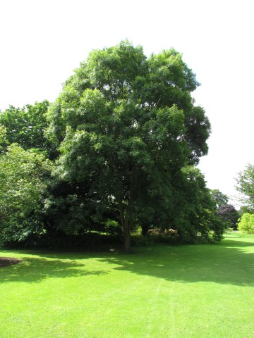 Carya cordiformis CaryaCordiformisSweetHickoryFullCUBG.JPG