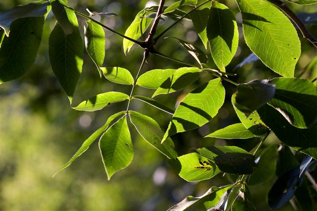 Picture of Carya ovata  Shagbark Hickory