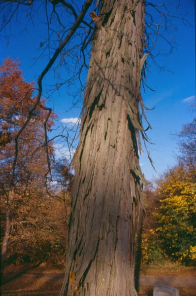 Picture of Carya ovata  Shagbark Hickory