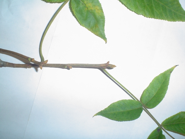 Picture of Carya glabra  Pignut Hickory