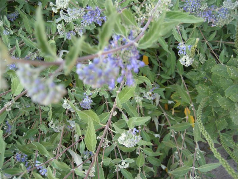 Caryopteris x clandonensis Caryopteriis_clandonensis_flower_close_ap.JPG