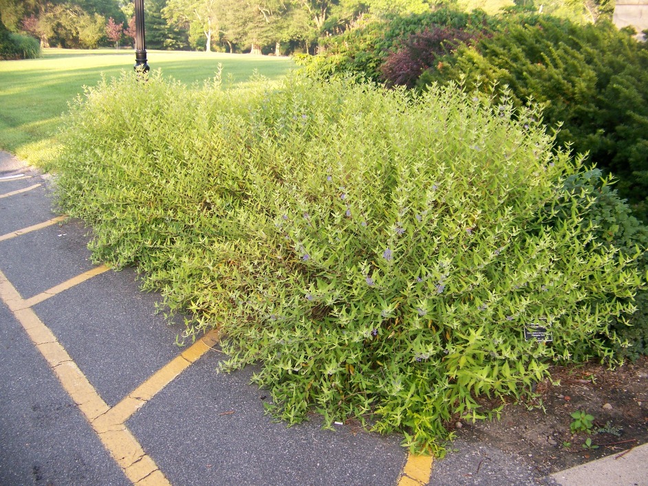 Picture of Caryopteris x clandonensis 'Worchester Gold' Blue Spirea, Bluebeard