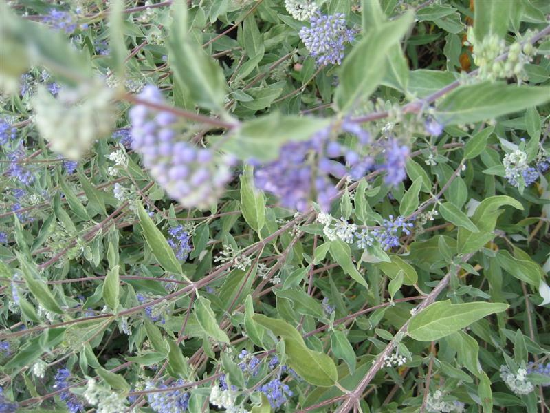 Caryopteris x clandonensis Caryopteris_clandonensis_flower_ap.JPG