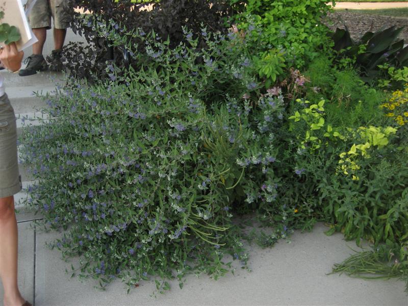 Caryopteris x clandonensis Caryopteris_clandonensis_full_plant_ap.JPG