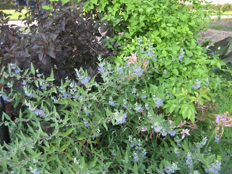 Caryopteris x clandonensis Caryopteris_clandonensis_planting_ap.JPG