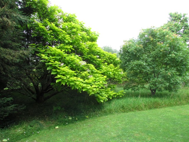 Catalpa bignonioides CatalpaBignonioidesAureaCUBG1.JPG