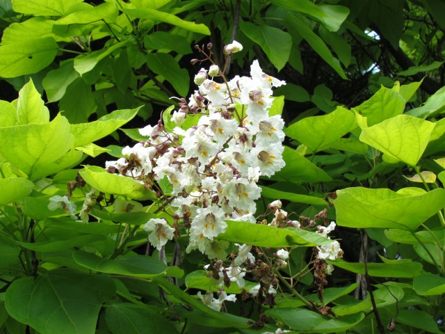 Catalpa bignonioides CatalpaBignonioidesAureaFlowerCUBG.JPG