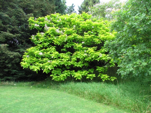 Catalpa bignonioides CatalpaBignonioidesAureaFullCUBG.JPG