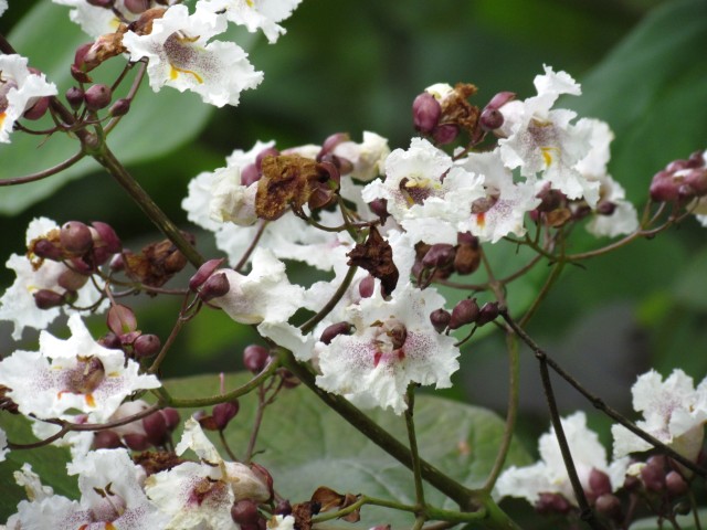 Catalpa fargesii CatalpaFargesiiFlowerCloseCUBG.JPG