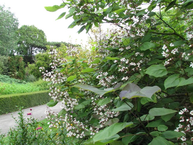 Catalpa fargesii CatalpaFargesiiSideCUBG.JPG