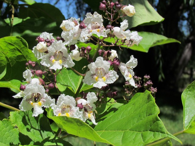 Catalpa bignonioides CatalpaFlowerDetailsChileWinery.JPG