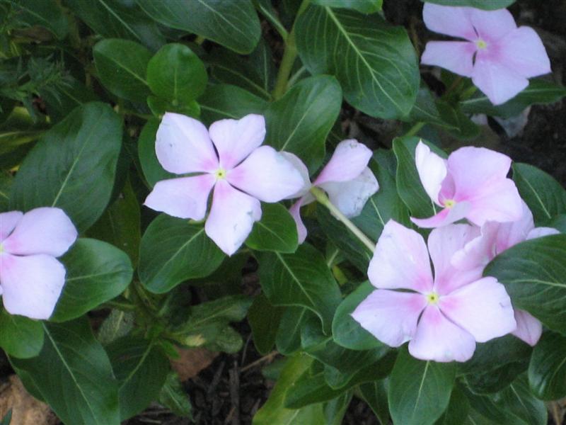 Catharanthus roseus Catharanthus_roseus_flower.JPG