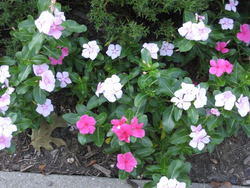 Catharanthus roseus Catharanthus_roseus_flowers_and_leaves.JPG