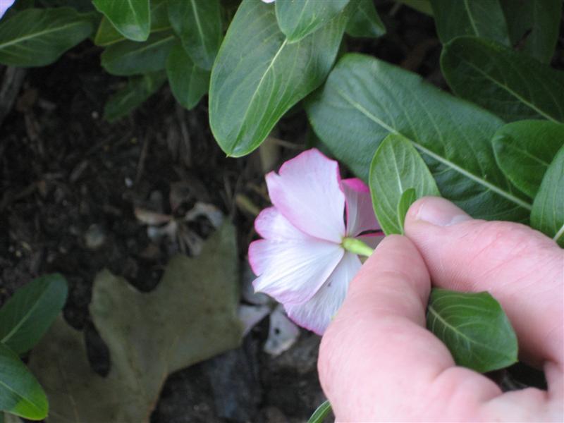 Catharanthus roseus Catharanthus_roseus_no_spur.JPG