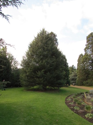 Cedrus atlantica CedrusAtlantica2_Full.JPG