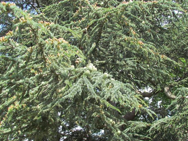 Cedrus atlantica CedrusAtlanticaBranchDetailKew.JPG