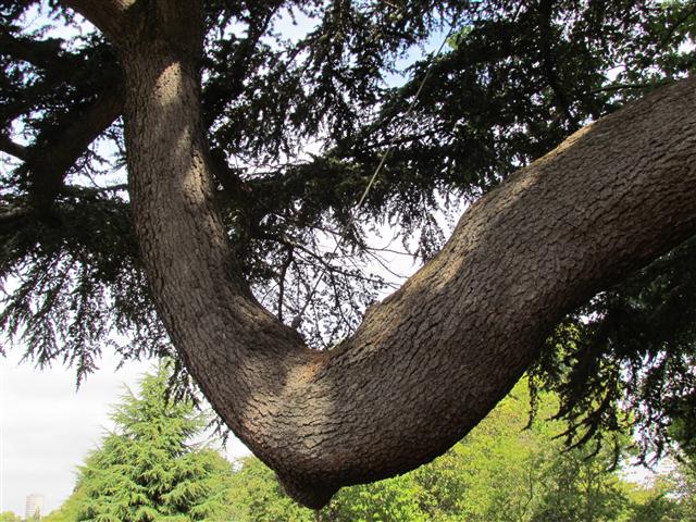 Cedrus atlantica CedrusAtlanticaBranchSupportKew.JPG